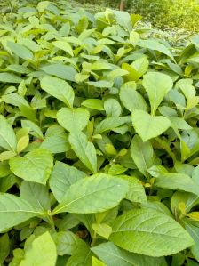 Tissue Culture Teak Plants