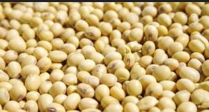 Soya Bean