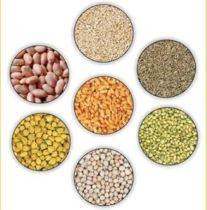 Seed Grading Services