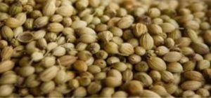 Coriander Seeds