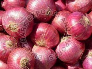 A Grade Red Onion