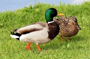 duck farming service