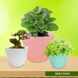 Rosy Plastic Pot