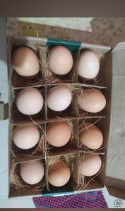 Fresh Eggs