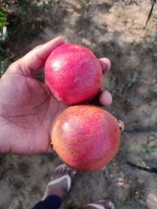 pomegranate fruit