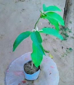 Swarna Champa Flowering Plant