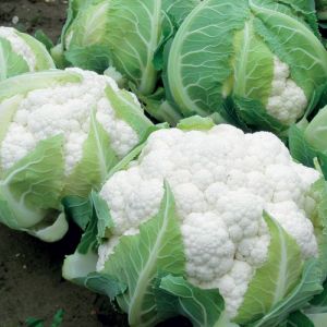 Cauliflower