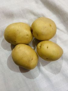 3797 Fresh Potato