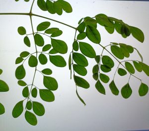 Moringa Leaves