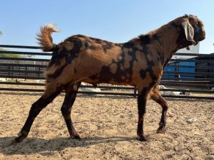 sirohi goat breed