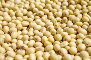 Soya Bean Seeds