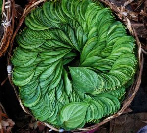 Betel Leaf