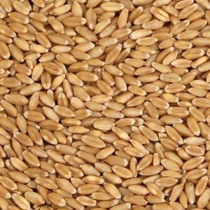 Wheat Grains