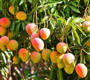 Alphonso Mangoes