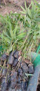 Male bamboo plants