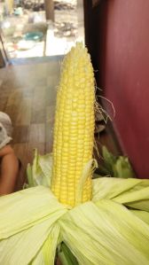 fresh sweet corn