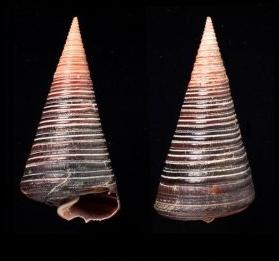 Natural Telescopium Telescopium Sea Shell