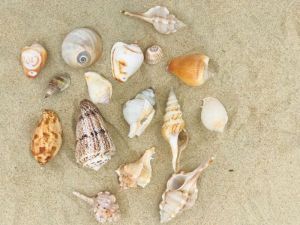 Seashell Natural Mix