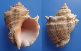 Thais Lacera Seashell