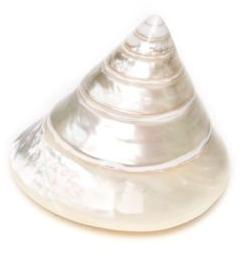 White Mother Pearl Conical Pyramid Seashell