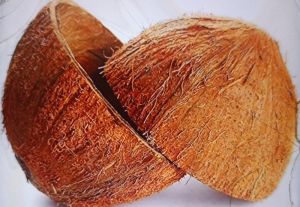 Coconut Shell