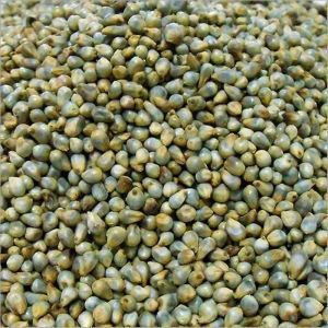 Pearl Millet