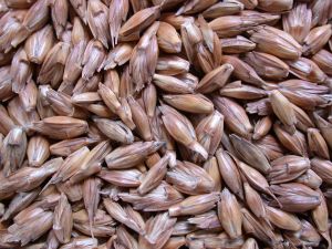 Spelt Grain