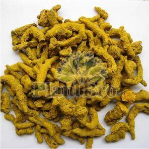 Dried Turmeric Roots