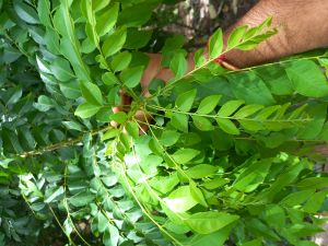 Fresh Curry Leaves