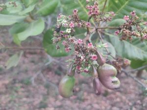 Natural Forest Raw Cashew Nuts