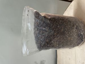 Black Rice