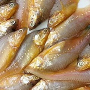 Anchovy Fish