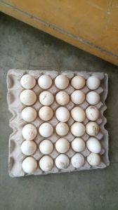 Duck Eggs