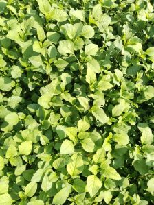 spinach leaves