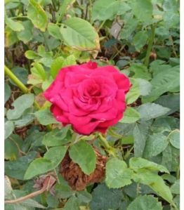 Rose Flower