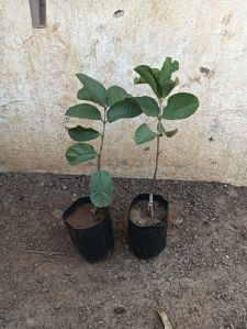 Red Diamond Guava Plant