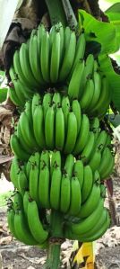 Cavendish Bananas