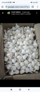 Fresh White Garlic