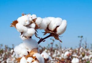 Indian Raw Cotton