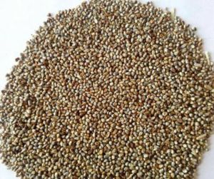 Millet Seed