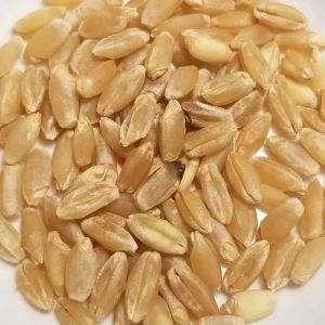 Durum Wheat Seeds