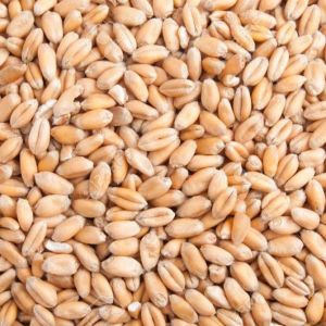 natural wheat seeds