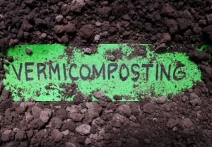 Vermicompost Fertilizer