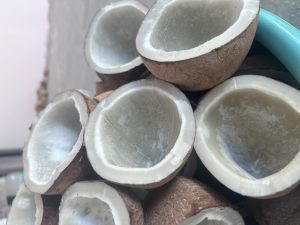 Dry Coconut Copra