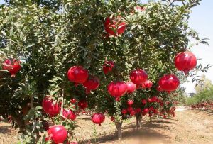 solapur lal pomegranate