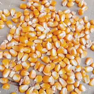 Maize Starch