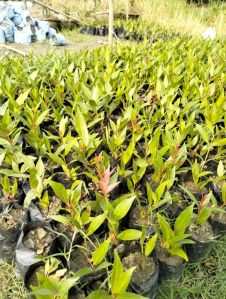 bogan valley flower plant