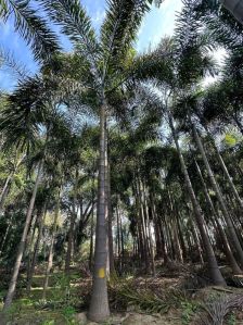 foxtail palm