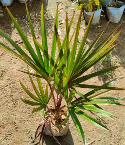 Latania Lontaroides