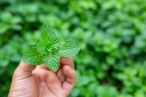 Pudina Leaves